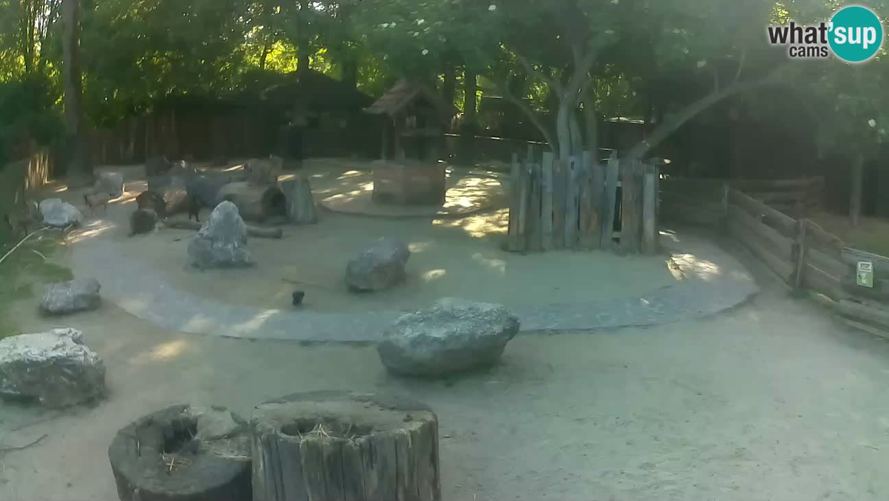 Zoo Zagreb – Haubenkapuziner