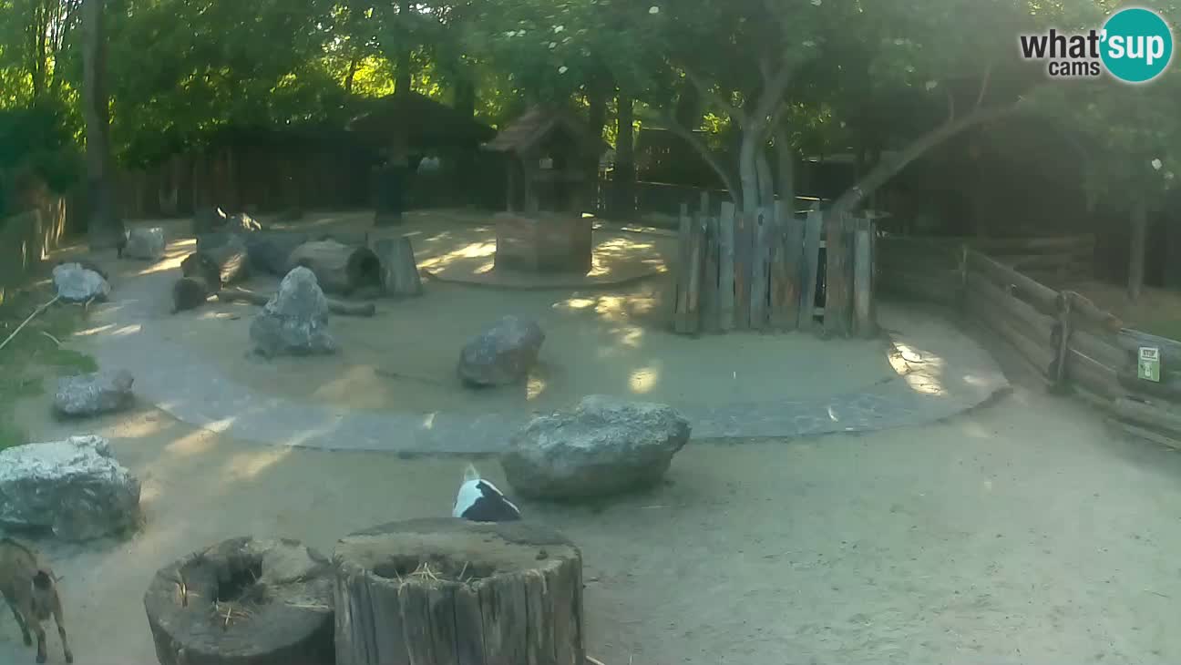 Zoo Zagreb – Cebus apella