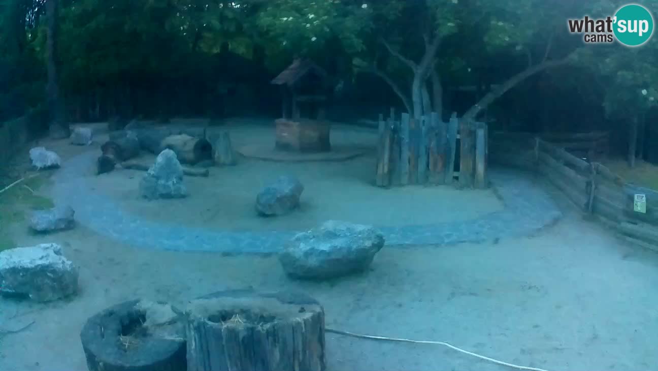 Zoo Zagreb – Rjava kapucinka