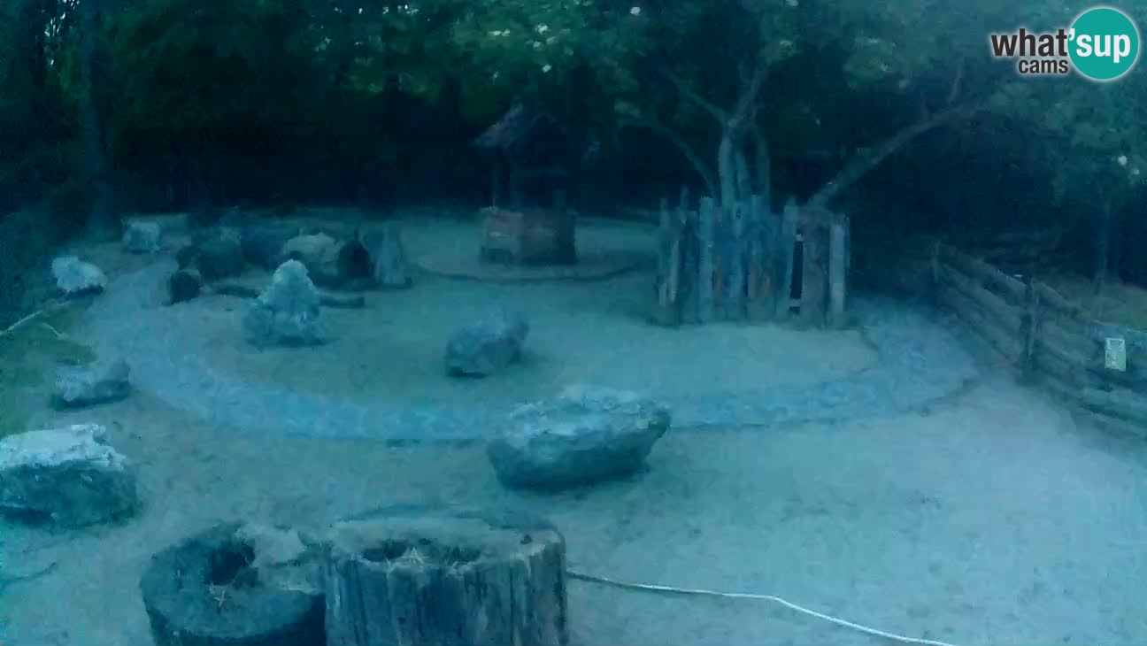 Zoo Zagreb – Rjava kapucinka