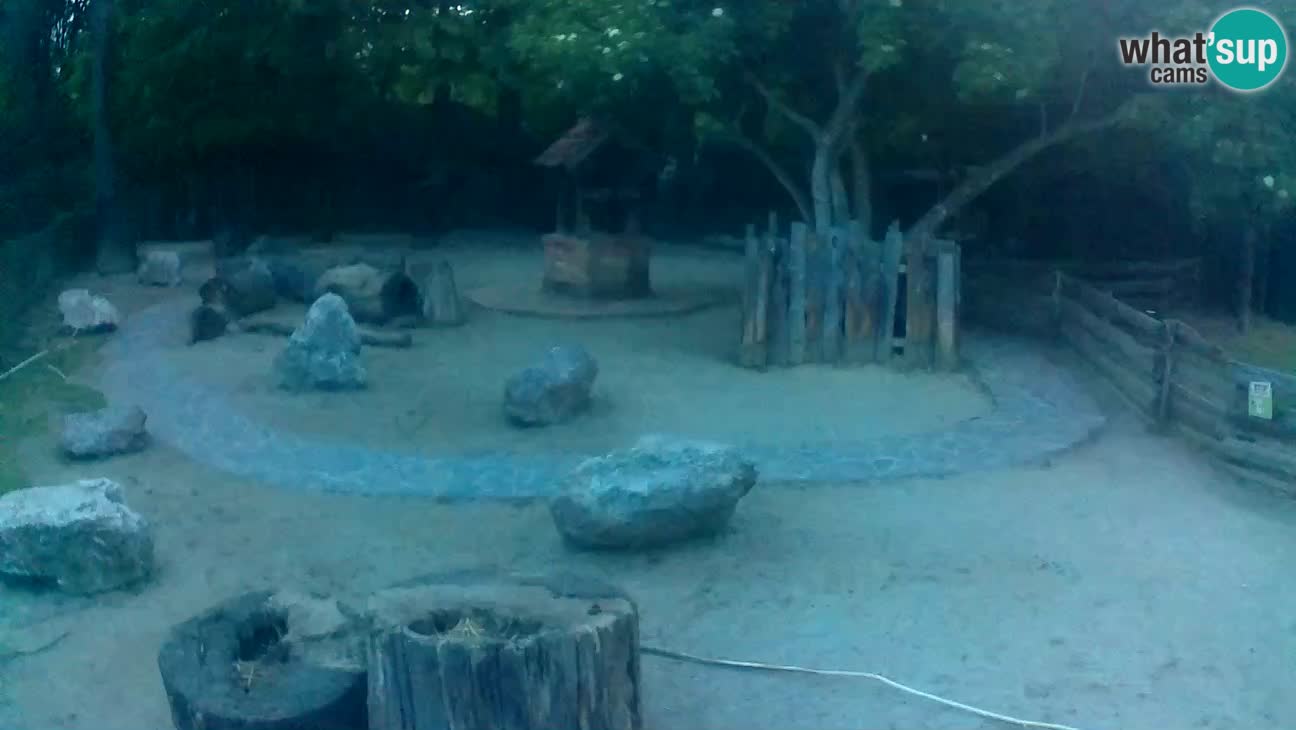 Zoo Zagreb – Haubenkapuziner