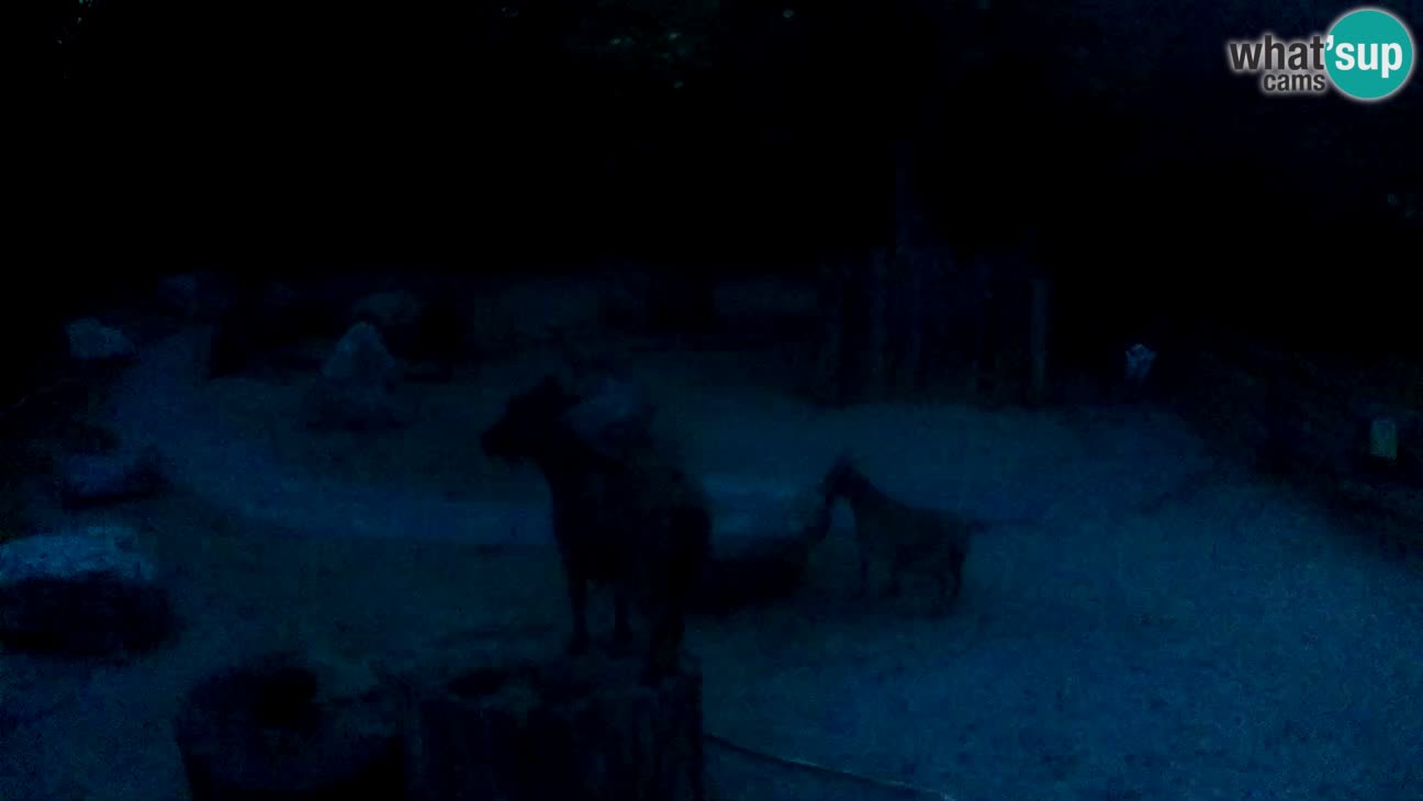 Zoo Zagreb – Rjava kapucinka