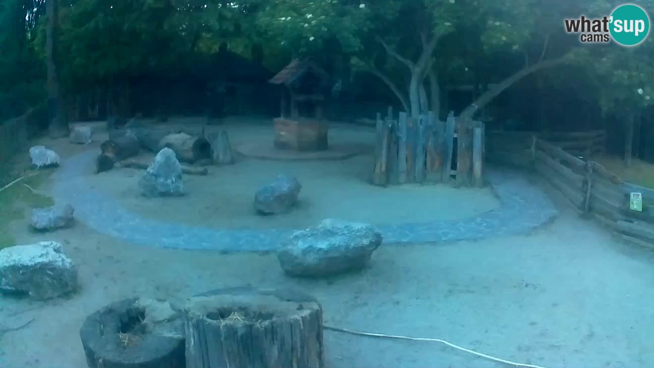 Zoo Zagreb – Rjava kapucinka