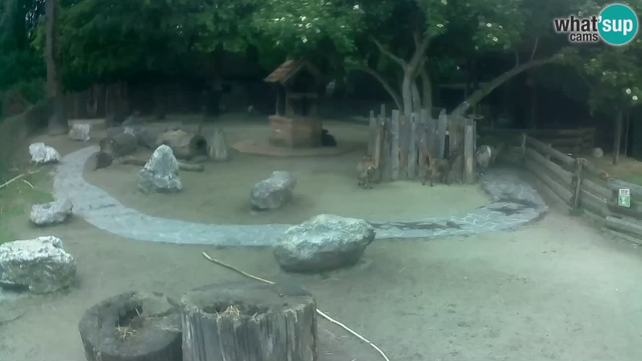 Zoo Zagreb – Brown Capuchin