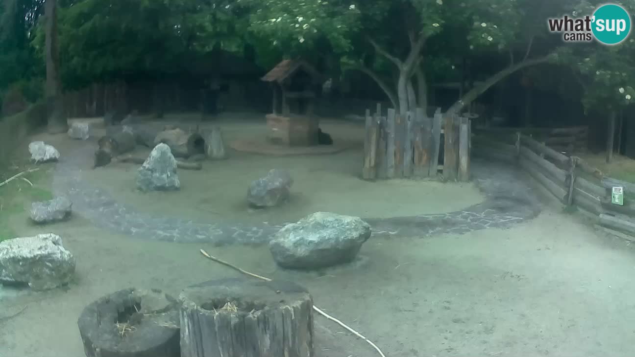 Zoo Zagreb – Cebus apella