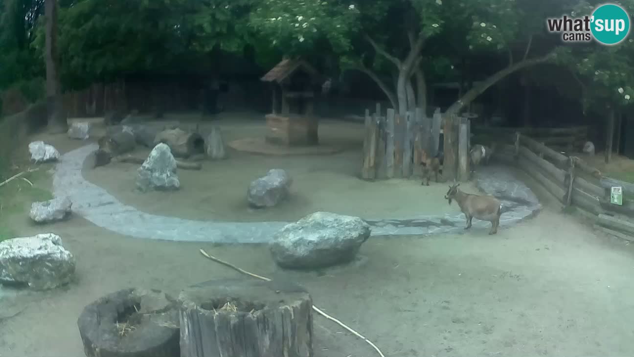 Zoo Zagreb – Brown Capuchin
