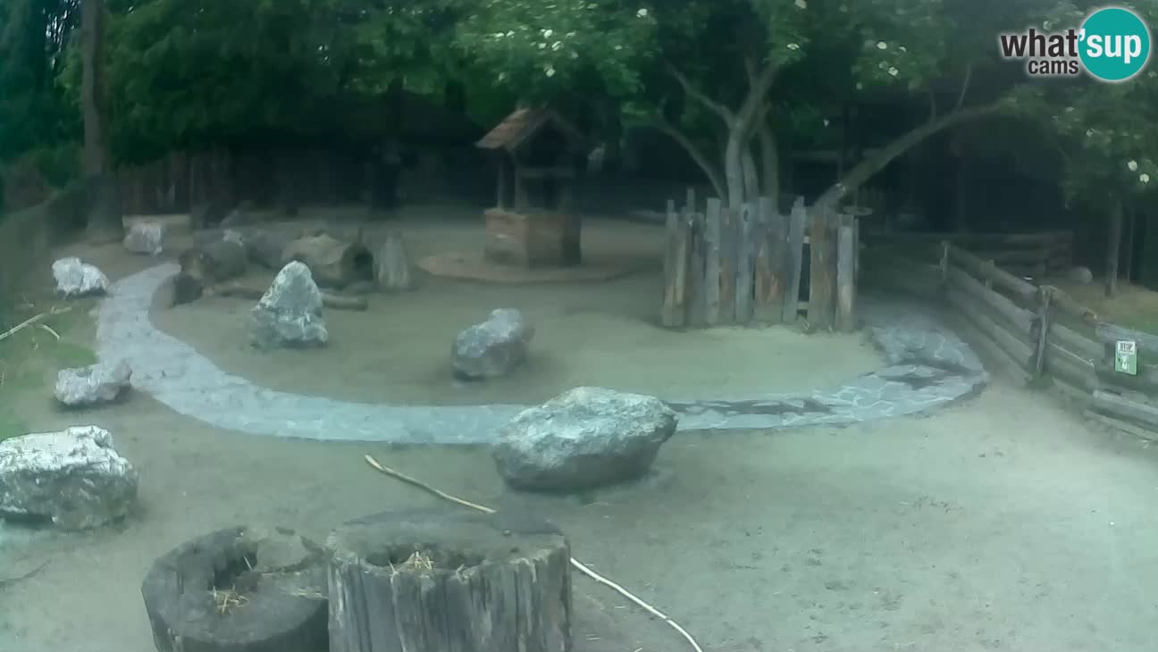 Zoo Zagreb – Cebus apella