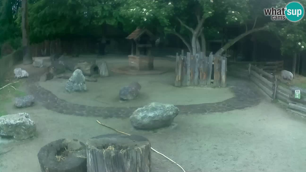 Zoo Zagreb – Cebo dai cornetti