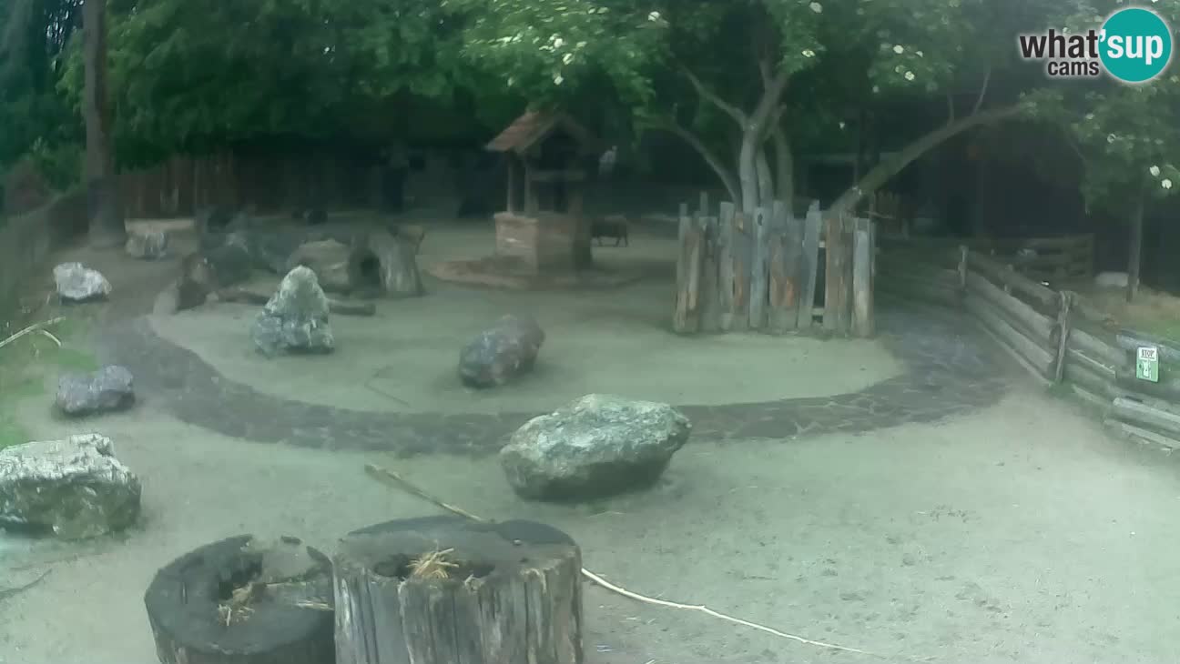 Zoo Zagreb – Cebo dai cornetti