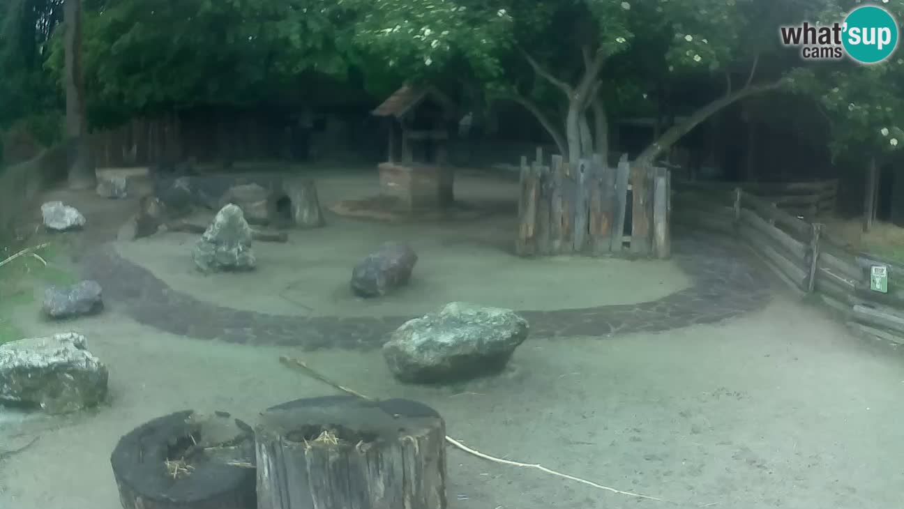 Zoo Zagreb – Brown Capuchin