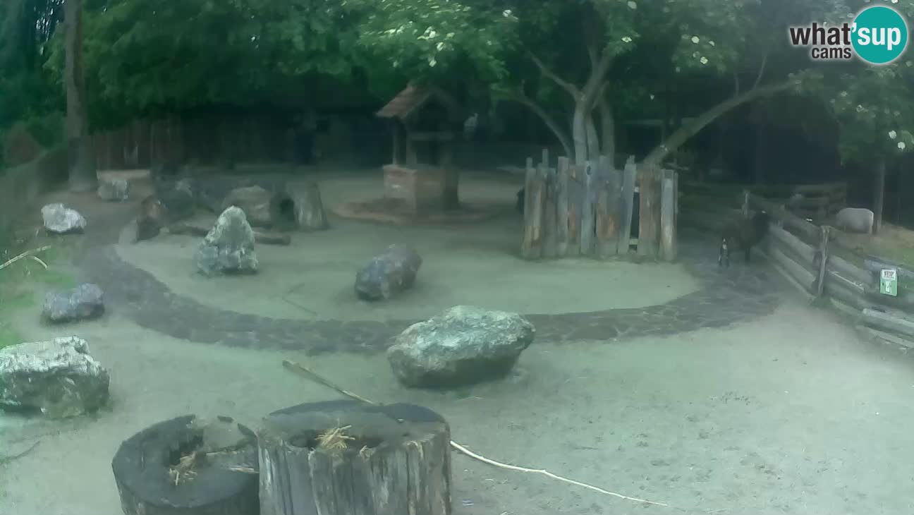 Zoo Zagreb – Rjava kapucinka