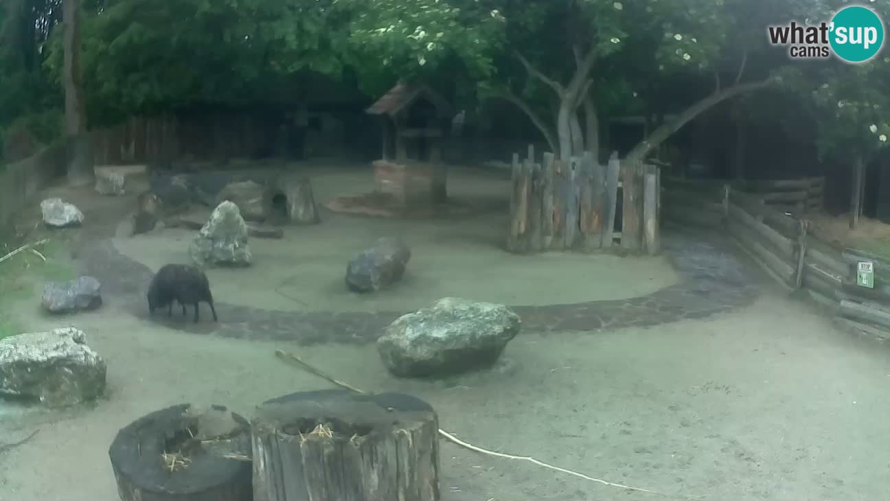 Zoo Zagreb – Brown Capuchin