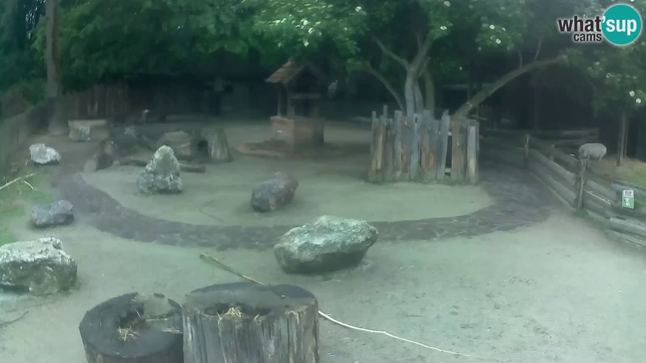 Zoo Zagreb – Brown Capuchin