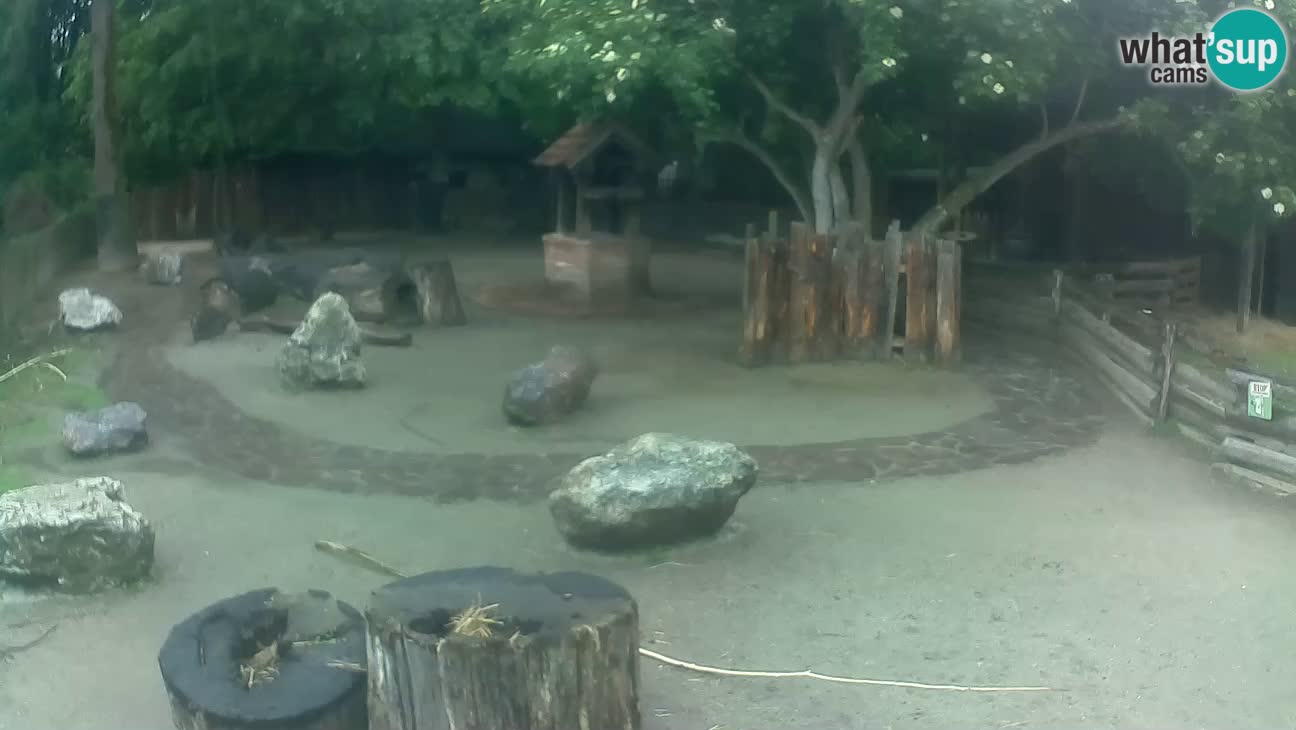 Zoo Zagreb – Cebus apella