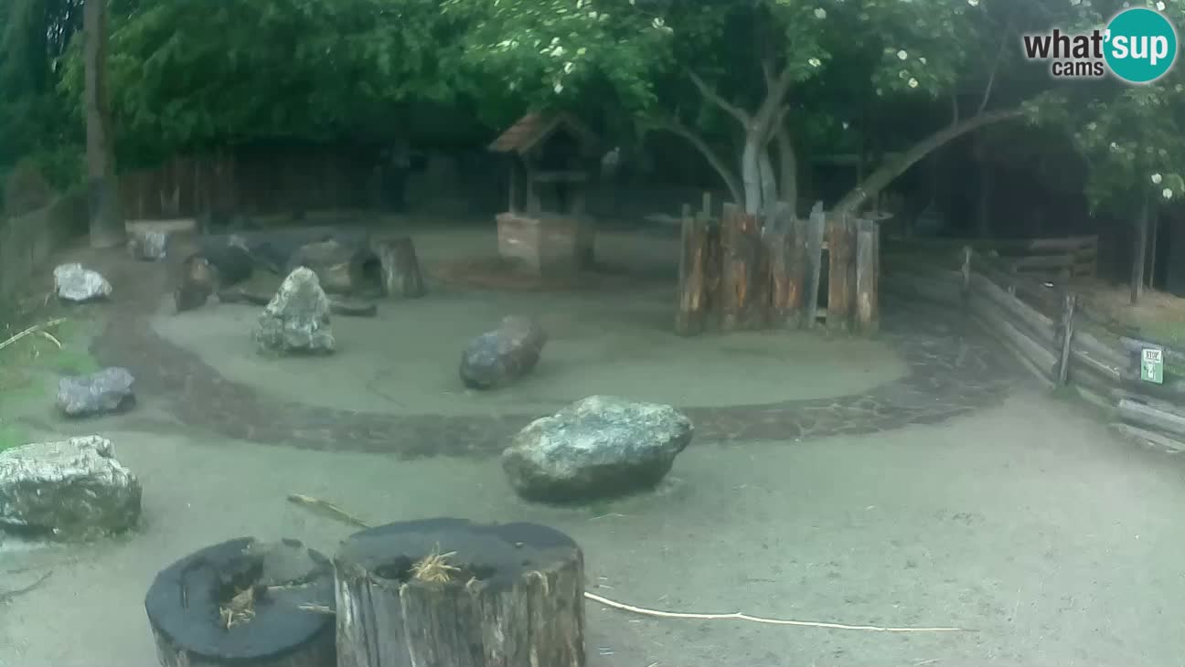 Zoo Zagreb – Cebo dai cornetti
