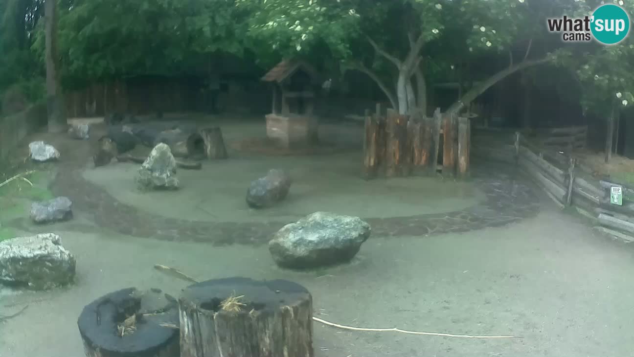 Zoo Zagreb – Cebus apella