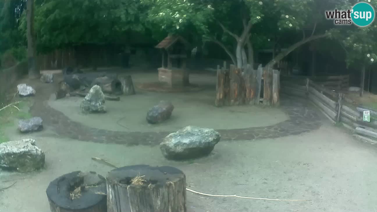 Zoo Zagreb – Cebus apella