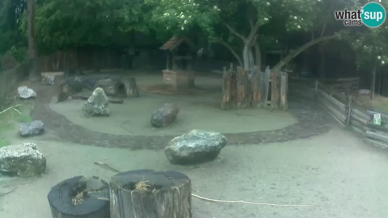 Zoo Zagreb – Brown Capuchin