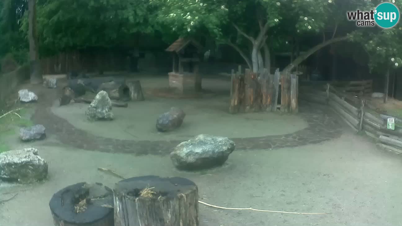 Zoo Zagreb –  Mono maicero