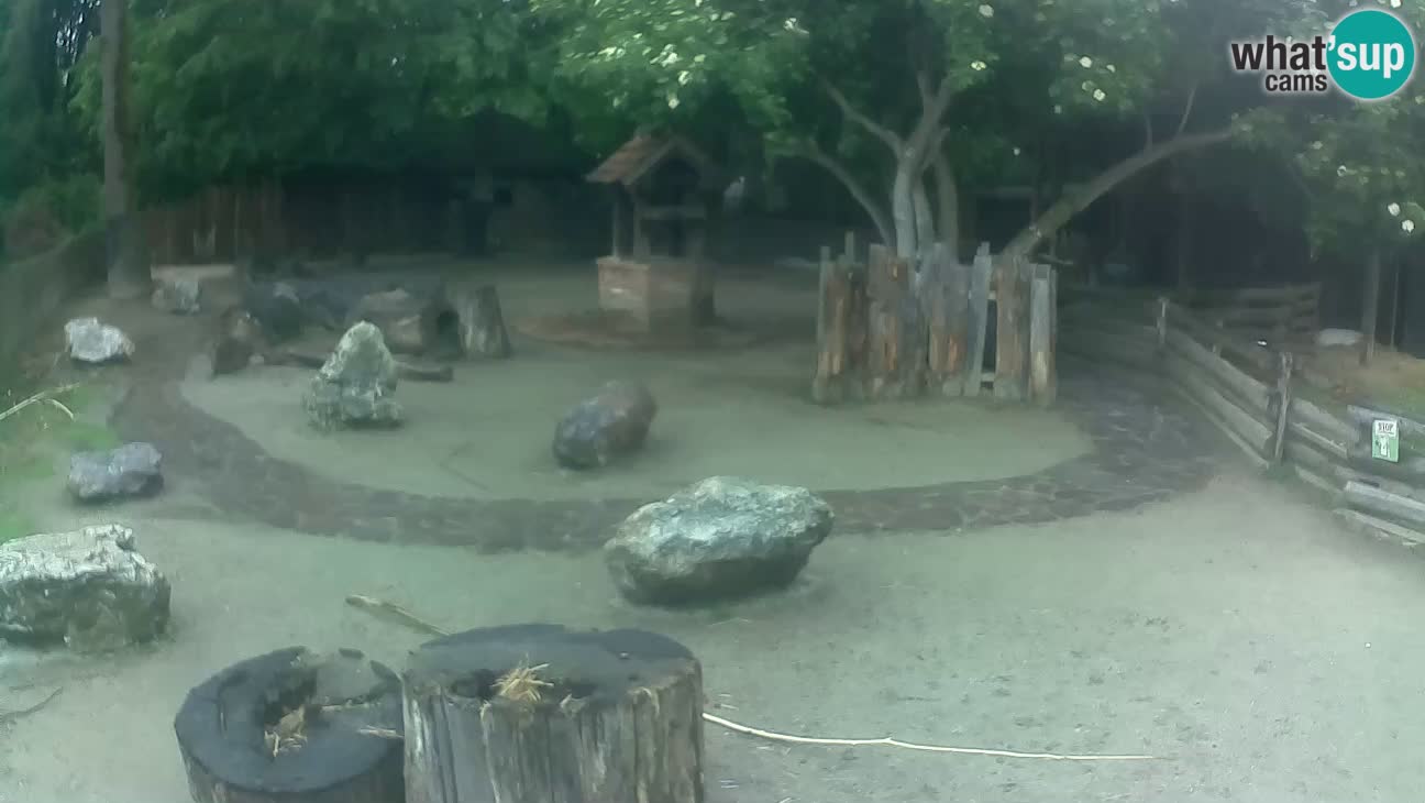 Zoo Zagreb – Rjava kapucinka