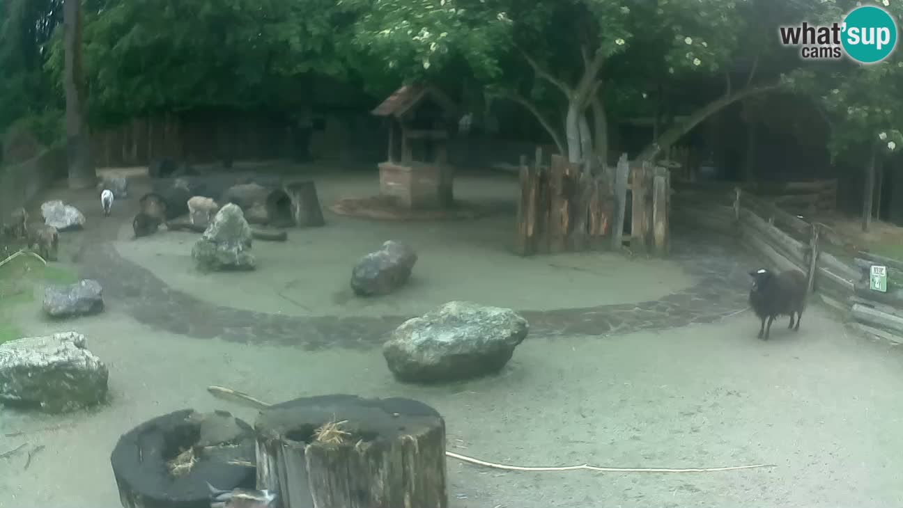 Zoo Zagreb – Rjava kapucinka