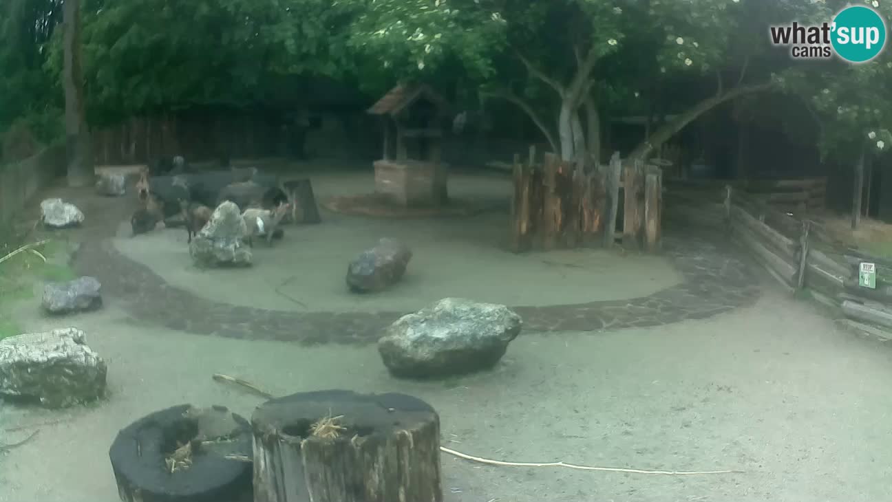 Zoo Zagreb – Cebus apella