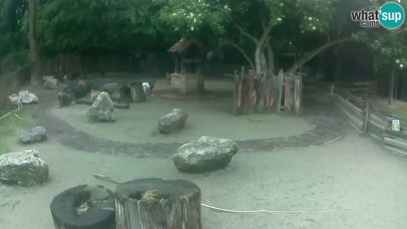 Zoo Zagreb –  Mono maicero