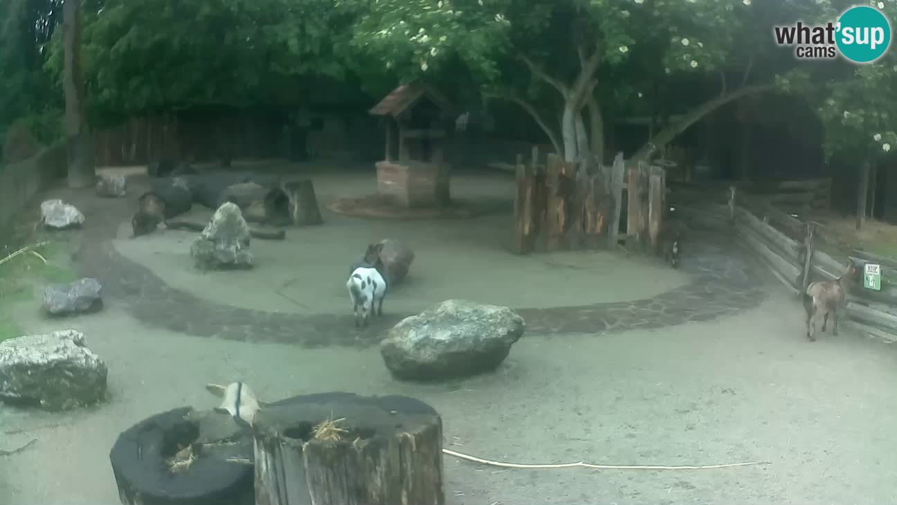 Zoo Zagreb – Cebus apella