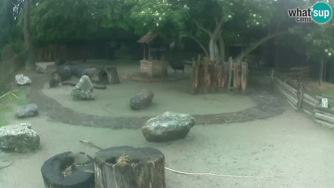 Zoo Zagreb – Cebus apella