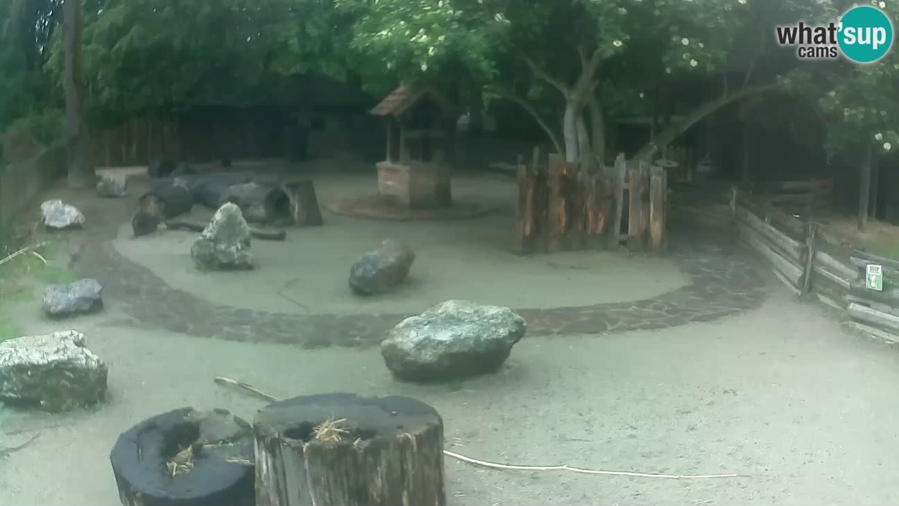Zoo Zagreb – Rjava kapucinka