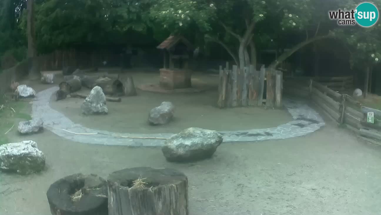 Zoo Zagreb – Brown Capuchin