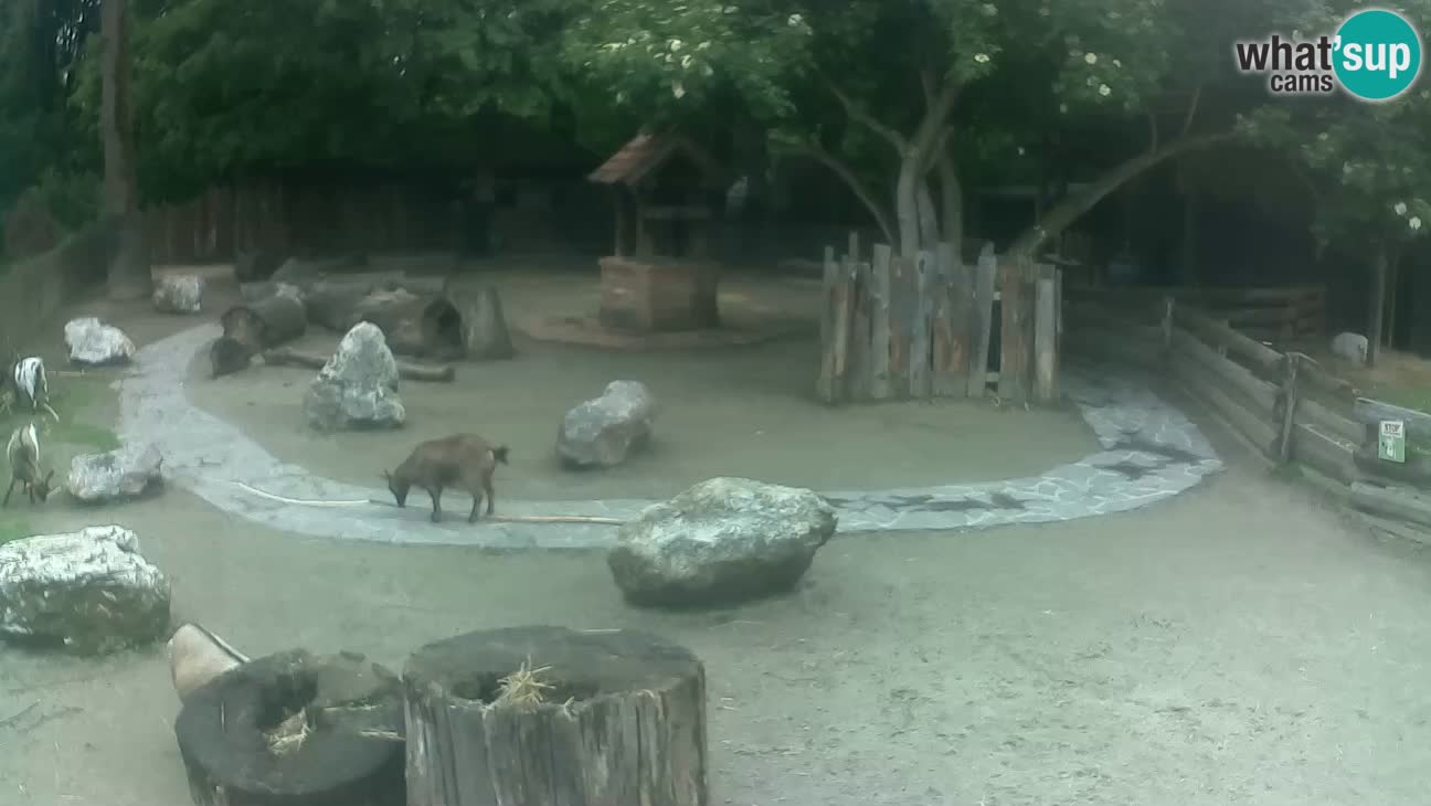 Zoo Zagreb –  Mono maicero