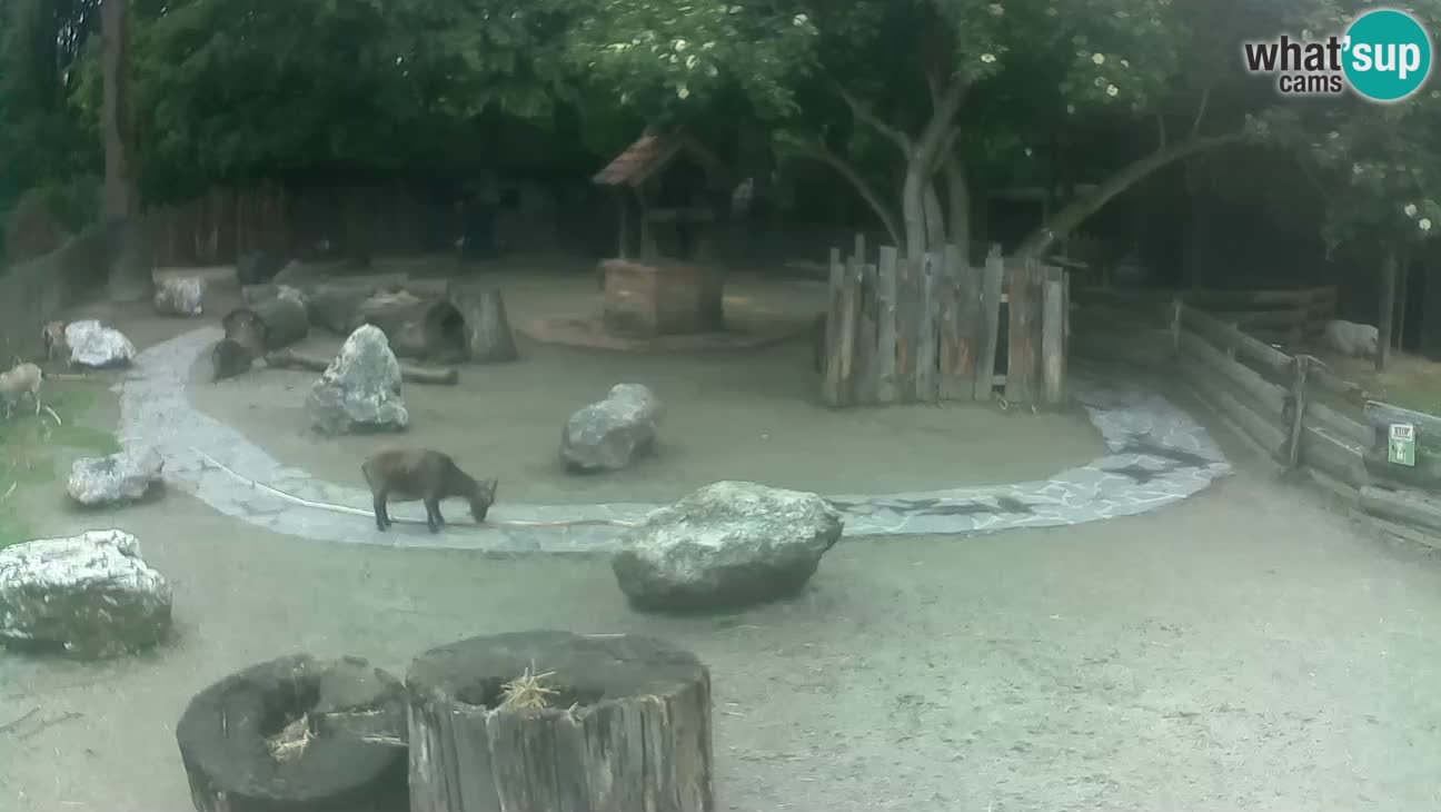 Zoo Zagreb –  Mono maicero
