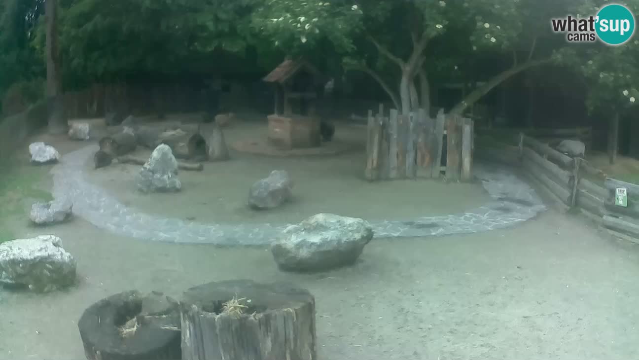 Zoo Zagreb – Haubenkapuziner
