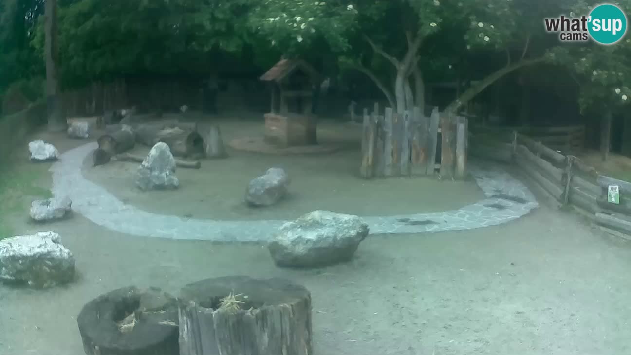 Zoo Zagreb – Brown Capuchin