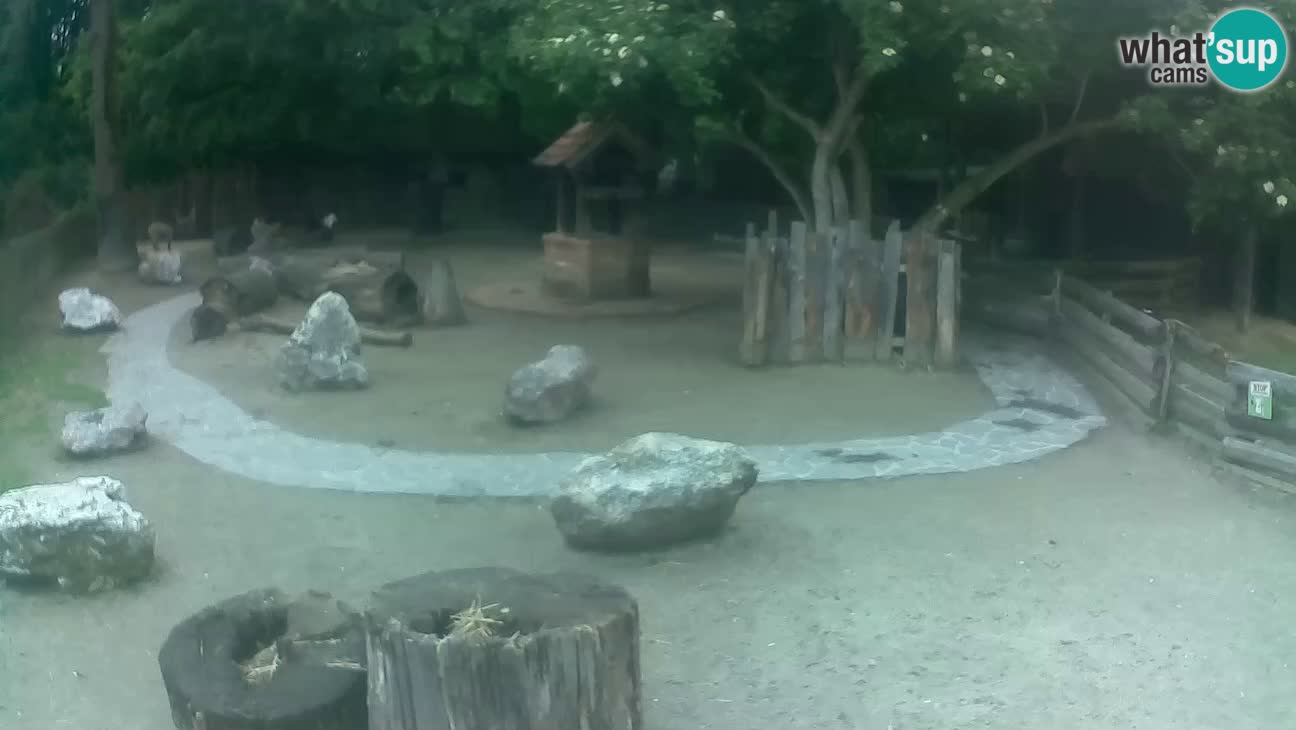 Zoo Zagreb – Cebus apella