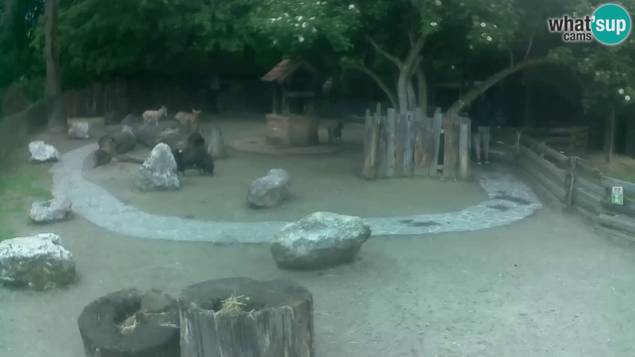 Zoo Zagreb – Haubenkapuziner