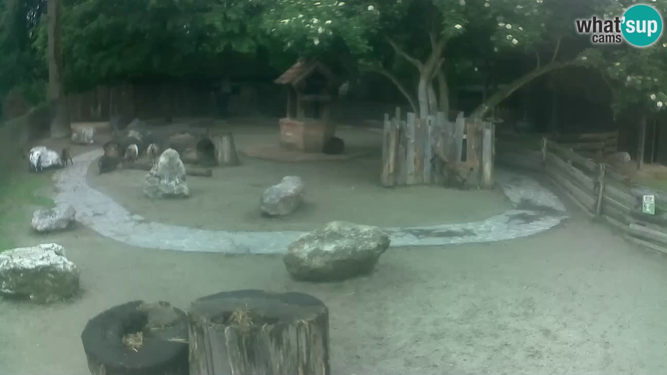 Zoo Zagreb – Haubenkapuziner