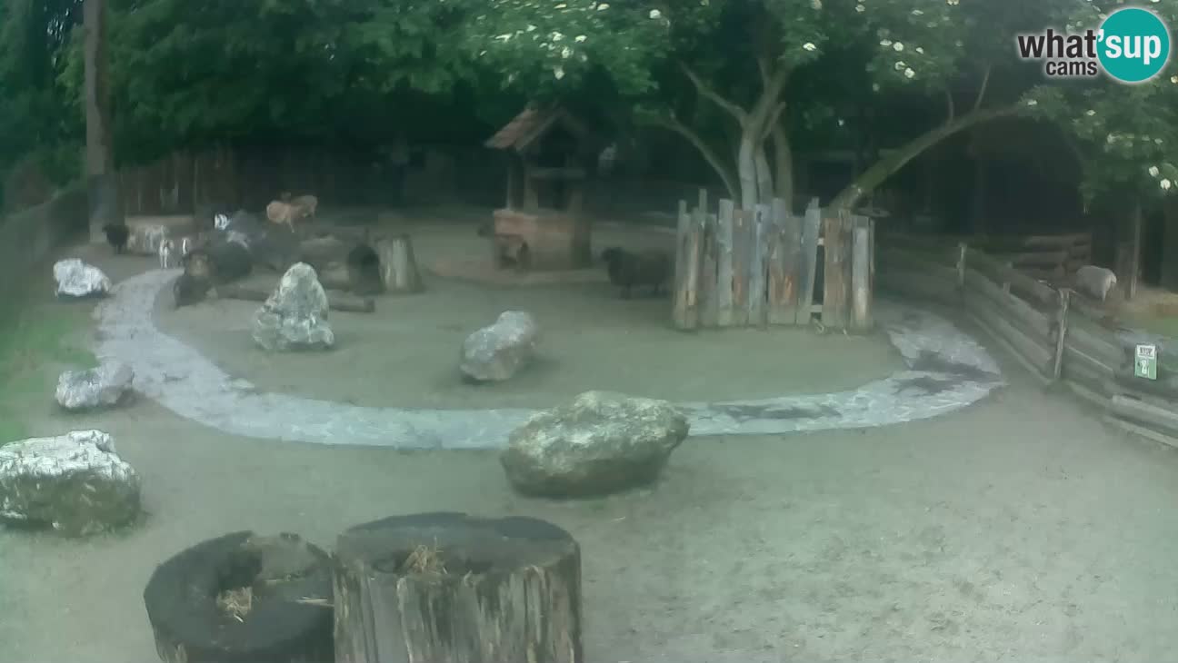 Zoo Zagreb – Cebus apella