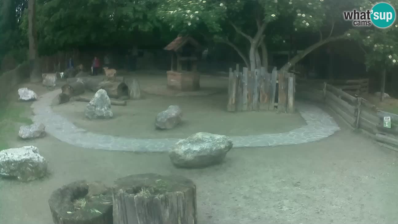 Zoo Zagreb –  Mono maicero