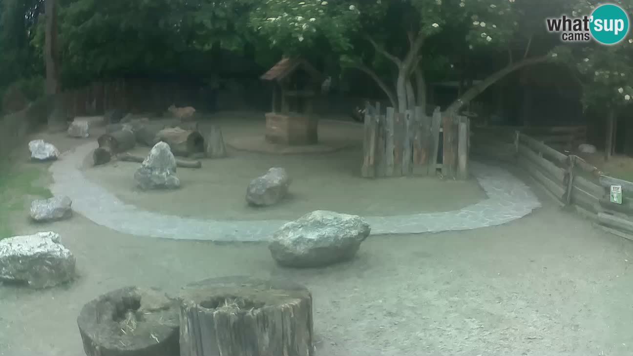 Zoo Zagreb – Rjava kapucinka