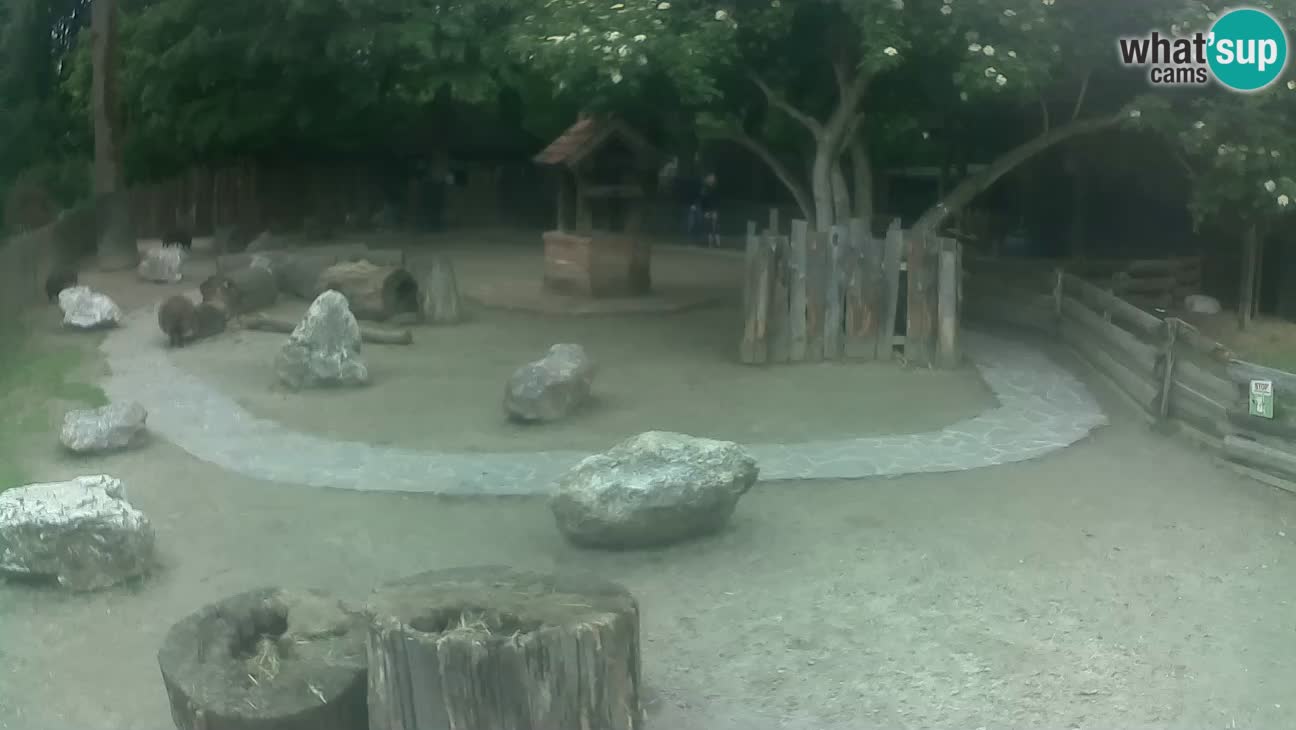 Zoo Zagreb – Brown Capuchin