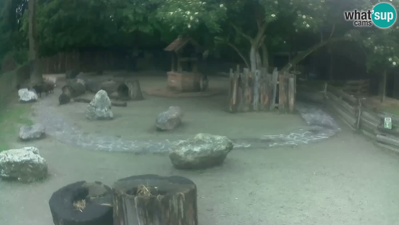 Zoo Zagreb – Haubenkapuziner