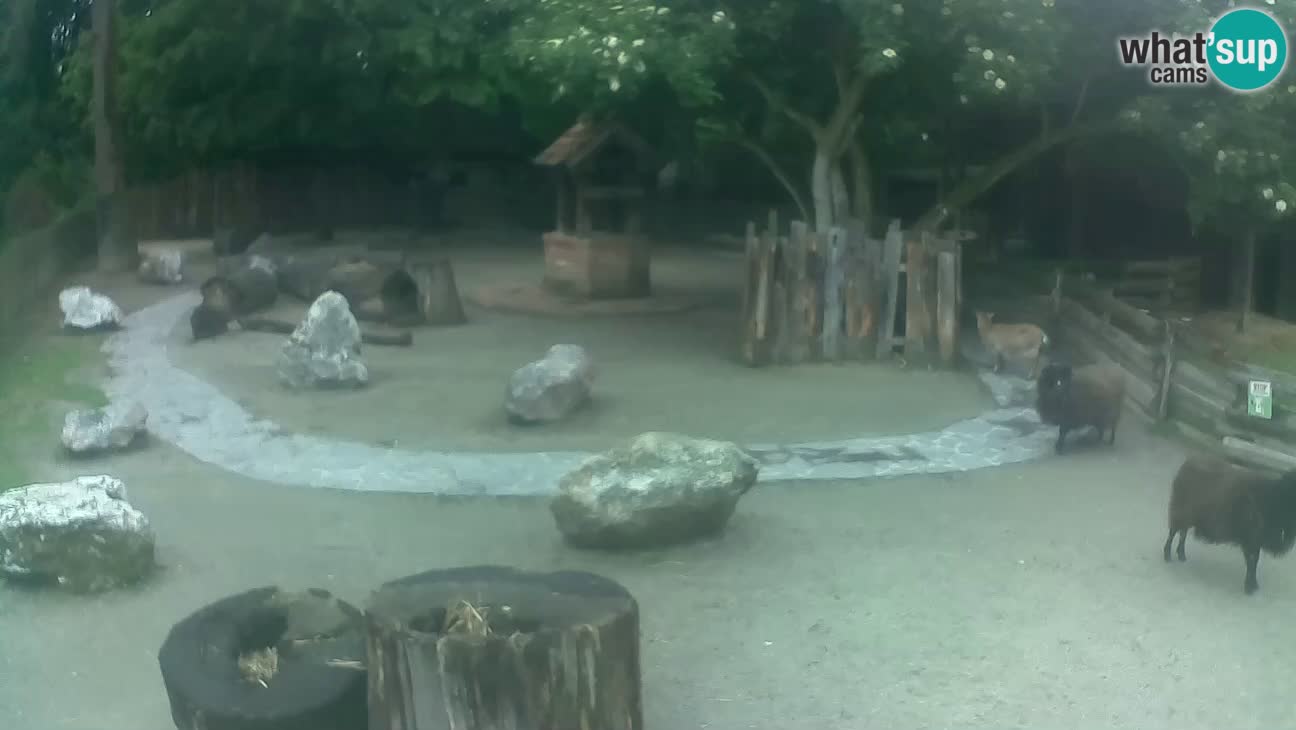 Zoo Zagreb –  Mono maicero