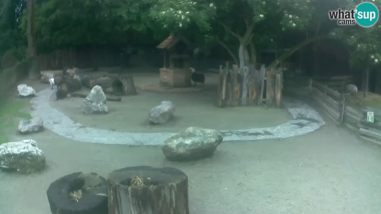 Zoo Zagreb – Cebo dai cornetti