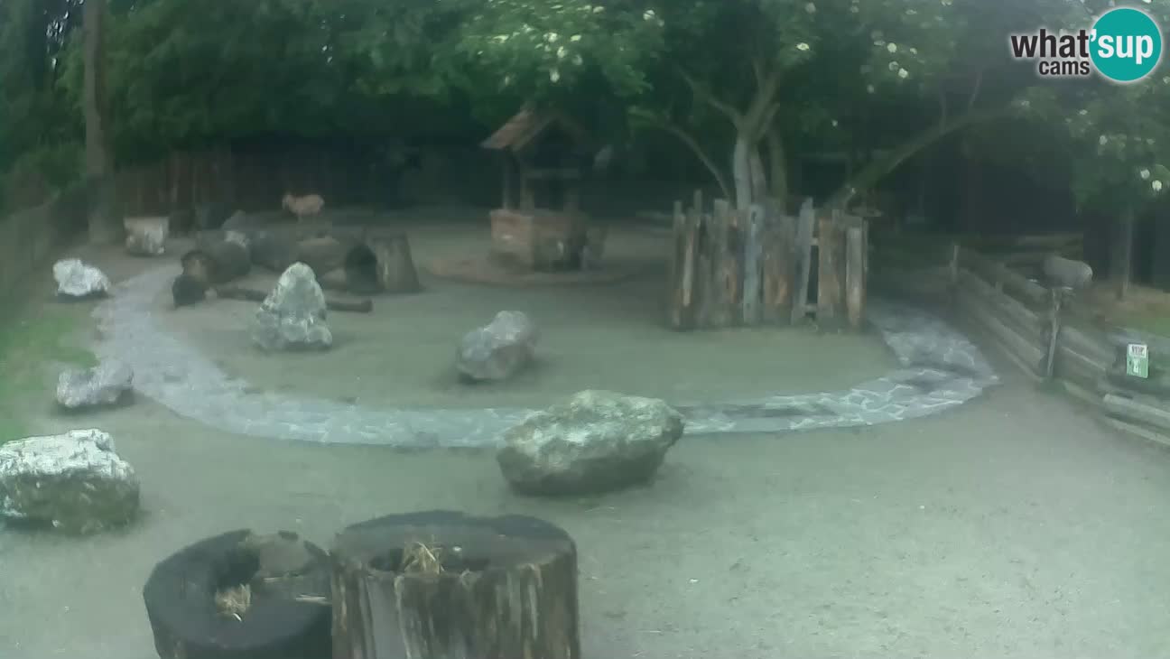Zoo Zagreb – Brown Capuchin
