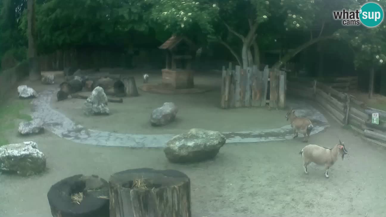 Zoo Zagreb – Rjava kapucinka