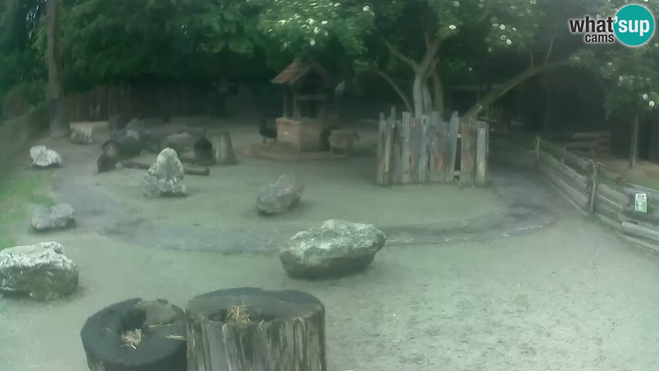 Zoo Zagreb – Cebus apella