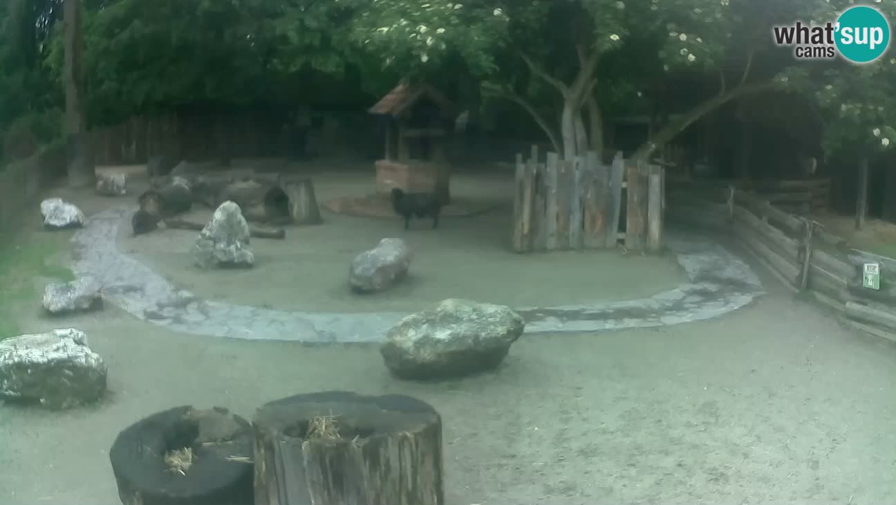 Zoo Zagreb – Brown Capuchin