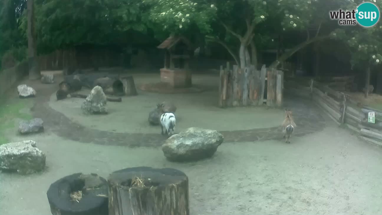 Zoo Zagreb – Cebo dai cornetti